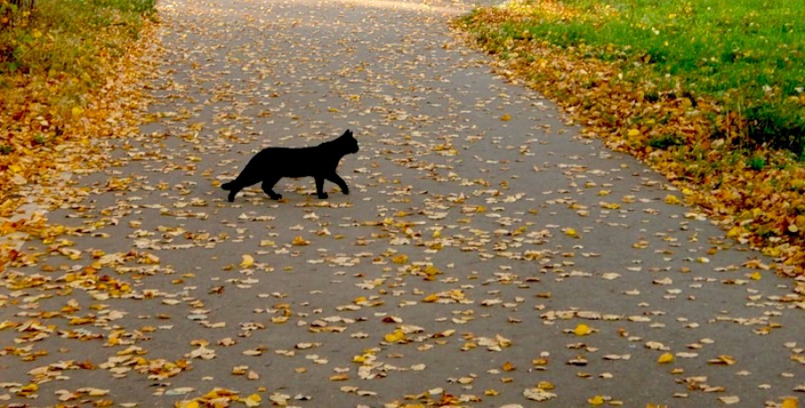 Черная кошка перебежала дорогу к удаче/ неудаче.