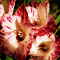 Цветочный гороскоп - Гладиолус