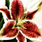 Цветочный гороскоп - Лилия