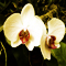 Цветочный гороскоп - Орхидея