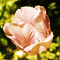 Цветочный гороскоп - Тюльпан