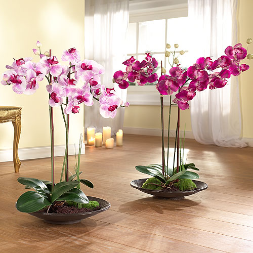 Орхидея согласно фэн-шуй