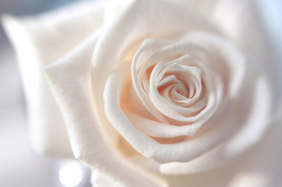 Ритуал с белой розой для для привлечения успеха
